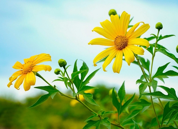 Dã Quỳ nơi miền gió cát

